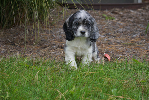 AKC Registered Cocker Spaniel For Sale Wooster OH Male- Cody
