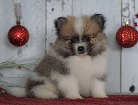 ACA Registered Pomeranian For Sale Millersburg, OH Male- Samuel