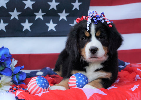ACA Registered Bernese Mountain Dog For Sale Fredericksburg, OH Female- Lily