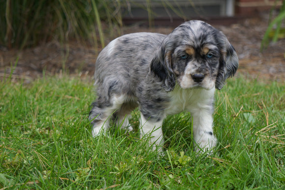 AKC Registered Cocker Spaniel For Sale Wooster, OH Female- Twinkle