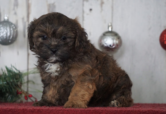 Shih- Poo For Sale Millersburg, OH Female- Cocoa
