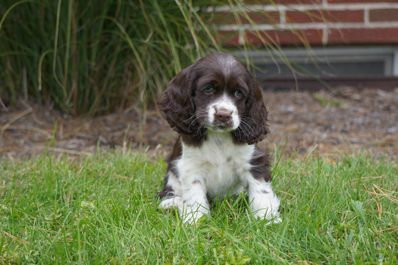 AKC Registered Cocker Spaniel For Sale Wooster, OH Female- Sugar