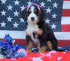ACA Registered Bernese Mountain Dog For Sale Fredericksburg, OH Female- Abby