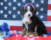 ACA Registered Bernese Mountain Dog For Sale Fredericksburg, OH Female- Abby