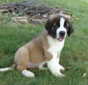 AKC Registered Saint Bernard For Sale Sugarcreek, OH Male- Ruger