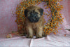 AKC Registered Soft Coated Wheaten Terrier For Sale Fredericksburg, OH Female- Macy