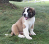 AKC Registered Saint Bernard For Sale Sugarcreek, OH Male- Ruger