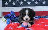 ACA Registered Bernese Mountain Dog For Sale Fredericksburg, OH Male- Winston