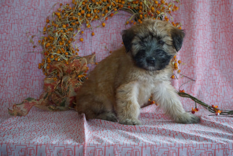 AKC Registered Soft Coated Wheaten Terrier For Sale Fredericksburg, OH Male- Morris
