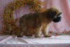 AKC Registered Soft Coated Wheaten Terrier For Sale Fredericksburg, OH Male- Marcus