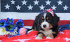 ACA Registered Bernese Mountain Dog For Sale Fredericksburg, OH Female- Sophie