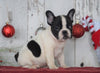AKC Registered French Bulldog For Sale Millersburg, OH Male- Maverick