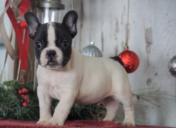 AKC Registered French Bulldog For Sale Millersburg, OH Male- Maverick