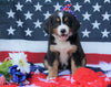 ACA Registered Bernese Mountain Dog For Sale Fredericksburg, OH Female- Sophie