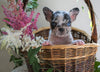 ICA Registered Frenchton Puppy For Sale Shiloh, OH Female- Peanut
