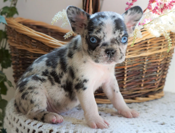 ICA Registered Frenchton Puppy For Sale Shiloh, OH Female- Peanut