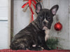 AKC Registered French Bulldog For Sale Millersburg, OH Male- Cooper