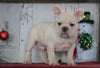 AKC Registered French Bulldog For Sale Millersburg, OH Male- Baxter