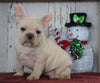 AKC Registered French Bulldog For Sale Millersburg, OH Male- Baxter