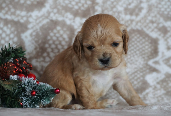 Cockapoo For Sale Applecreek, OH Female- Goldie