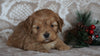 Cockapoo For Sale Applecreek, OH Male- Logan