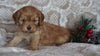 Cockapoo For Sale Applecreek, OH Male- Logan