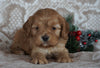 Cockapoo For Sale Applecreek, OH Male- Logan