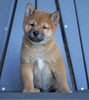 AKC Registered Shiba Inu For Sale Millersburg, OH Male- Bouncer