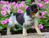 Beagle Puppy For Sale Sugarcreek, OH Female- Hope