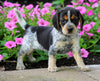 Beagle Puppy For Sale Sugarcreek, OH Female- Hope