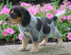 Beagle Puppy For Sale Sugarcreek, OH Male- Hudson
