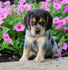 Beagle Puppy For Sale Sugarcreek, OH Male- Hudson