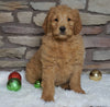 F1B Goldendoodle (Standard) For Sale Fredericksburg, OH Male- Teddy