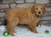 F1B Goldendoodle (Standard) For Sale Fredericksburg, OH Male- Teddy