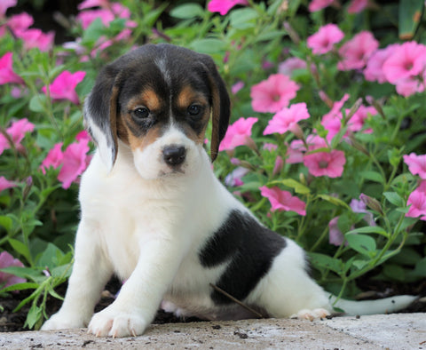 Beagle Puppy For Sale Sugarcreek, OH Female- Heather