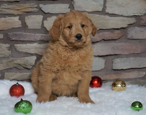 F1B Goldendoodle (Standard) For Sale Fredericksburg, OH Male- Tyrone