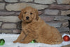 F1B Goldendoodle (Standard) For Sale Fredericksburg, OH Male- Tyrone