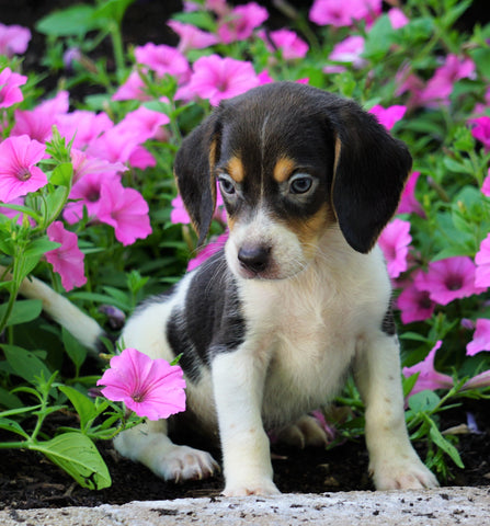 AKC Registered Beagle Puppy For Sale Sugarcreek, OH Male- Hayden