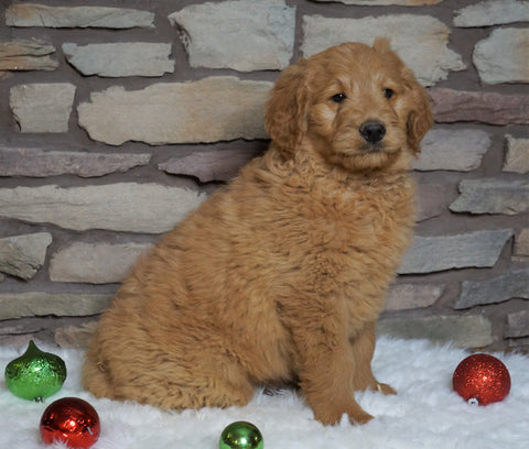 F1B Goldendoodle (Standard) For Sale Fredericksburg, OH Male- Beau