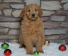 F1B Goldendoodle (Standard) For Sale Fredericksburg, OH Male- Beau