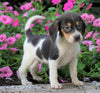 AKC Registered Beagle Puppy For Sale Sugarcreek, OH Male- Hayden