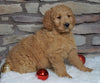 F1B Goldendoodle (Standard) For Sale Fredericksburg, OH Female- Noel