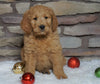 F1B Goldendoodle (Standard) For Sale Fredericksburg, OH Female- Noel