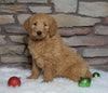 F1B Goldendoodle (Standard) For Sale Fredericksburg, OH Female- Willow