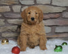 F1B Goldendoodle (Standard) For Sale Fredericksburg, OH Female- Willow