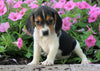 AKC Registered Beagle Puppy For Sale Sugarcreek, OH Female- Helen