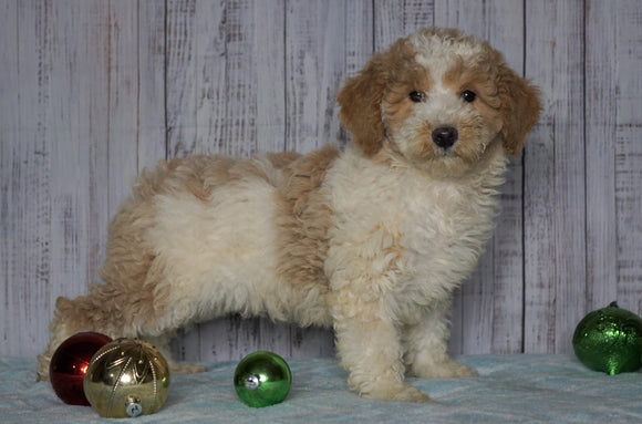 Moyen Poodle For Sale Wooster, OH Male- Omar