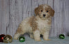 Moyen Poodle For Sale Wooster, OH Male- Ozzie