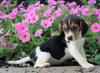 AKC Registered Beagle Puppy For Sale Sugarcreek, OH Female- Helen