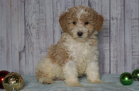 Moyen Poodle For Sale Wooster, OH Male- Ozzie